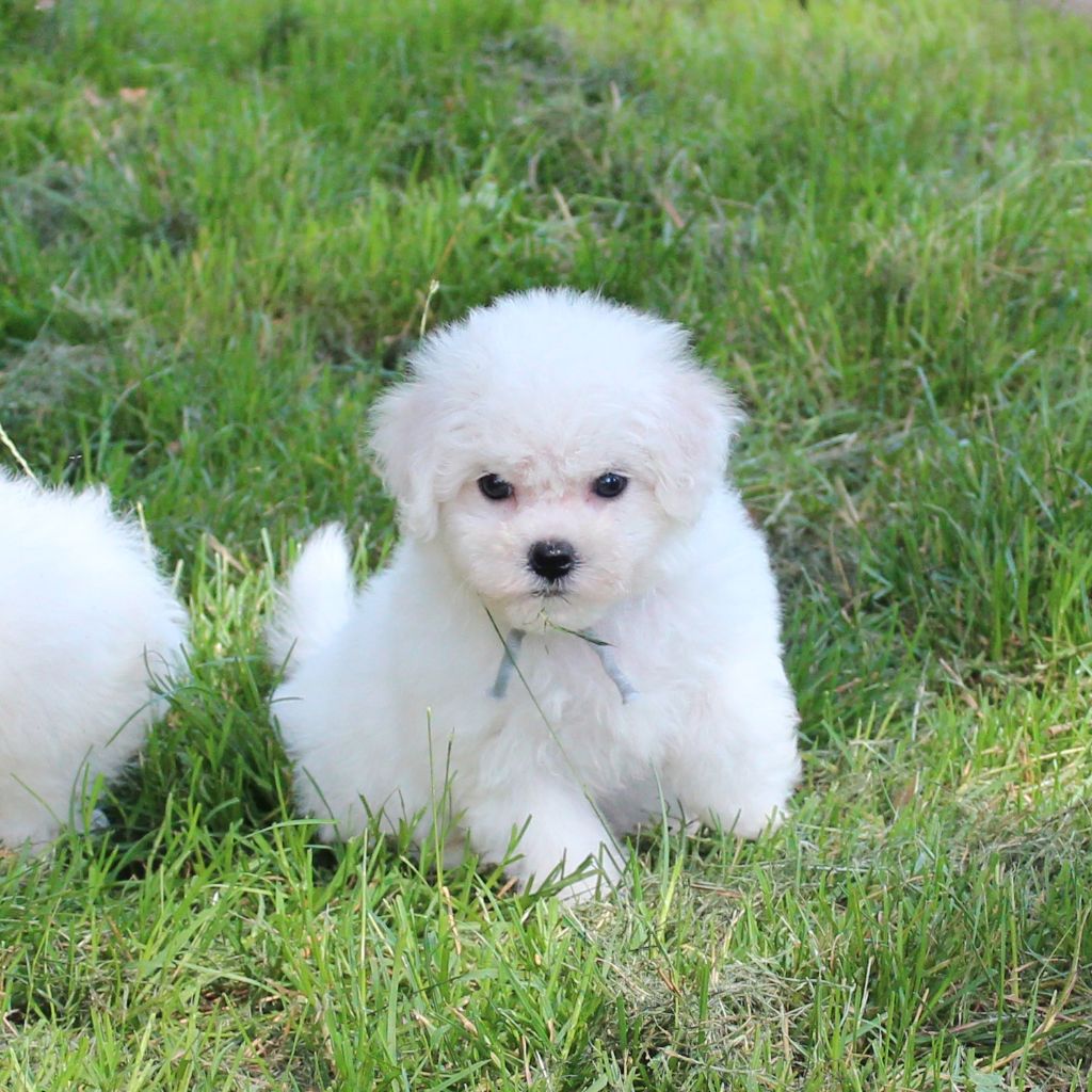 des portes de Hanau - Chiot disponible  - Bichon Frise