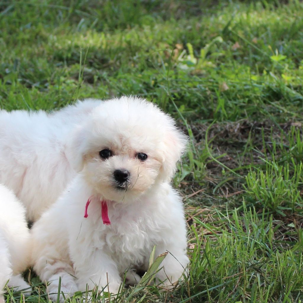 des portes de Hanau - Chiot disponible  - Bichon Frise