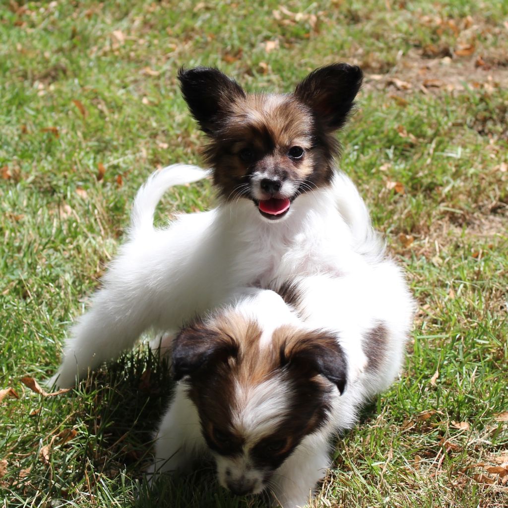 des portes de Hanau - Chiots disponibles - Epagneul nain Continental (Papillon)