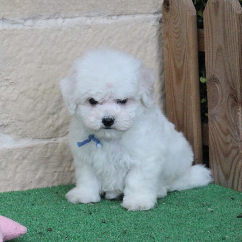 des portes de Hanau - Chiots disponibles - Bichon Frise