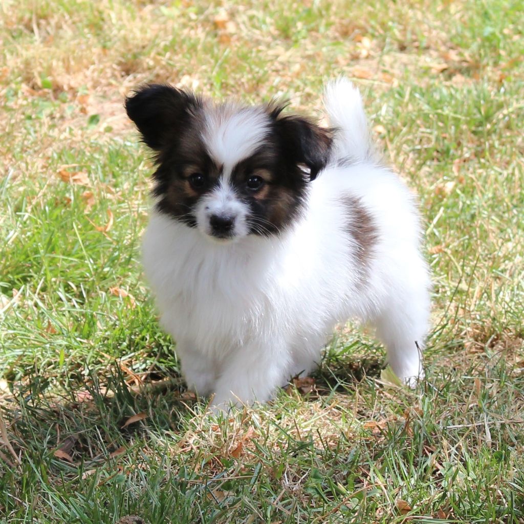 des portes de Hanau - Chiots disponibles - Epagneul nain Continental (Papillon)