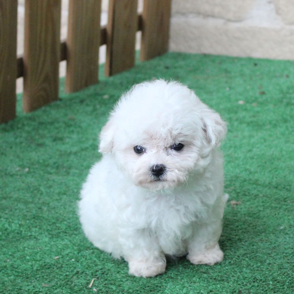 des portes de Hanau - Chiots disponibles - Bichon Frise